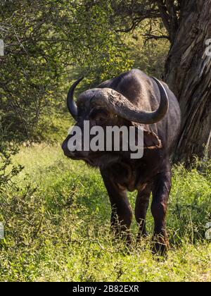 A lone cape buffalo, Syncerus caffer, bull backlit by the late afternoon sun photographed in Monochrome in Kruger National Park, South Africa Stock Photo