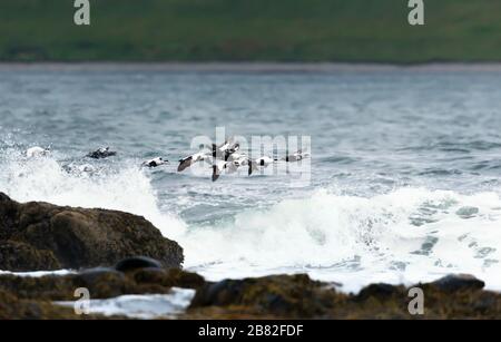 Group of Common eiders (somateria mollissima) in flight, Iceland. Stock Photo