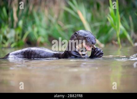 Close up of a giant otter eating a fish, Pantanal, Brazil. Stock Photo
