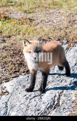 Red fox cub in Newfoundland, Canada Stock Photo