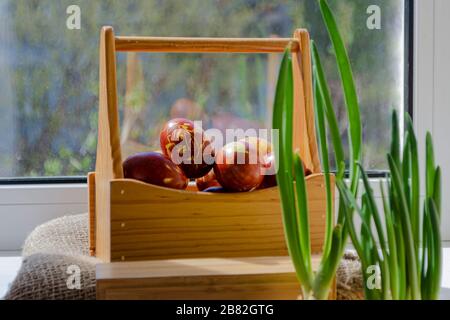 Easter eggs are coloured by the ancient onion husk method with various natural patterns in box by window in sunshine on beige burlap next to sprouted Stock Photo