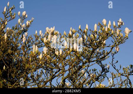 Magnolia Tree Crown in Early Morning Sun Stock Photo