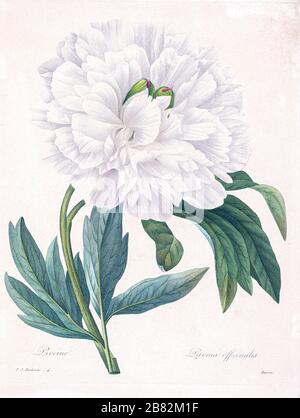 19th-century hand painted Engraving illustration of a Paeonia officinalis, the common peony, or garden peony flower, by Pierre-Joseph Redoute. Published in Choix Des Plus Belles Fleurs, Paris (1827). by Redouté, Pierre Joseph, 1759-1840.; Chapuis, Jean Baptiste.; Ernest Panckoucke.; Langois, Dr.; Bessin, R.; Victor, fl. ca. 1820-1850. Stock Photo
