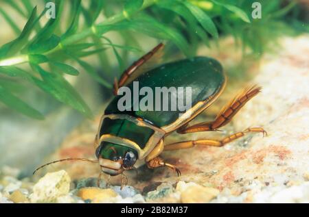 Gelbrandkäfer, Gelbrand-Käfer, Gelbrand, Männchen, Dytiscus marginalis, great diving beetle, male, Schwimmkäfer, Dytiscidae Stock Photo