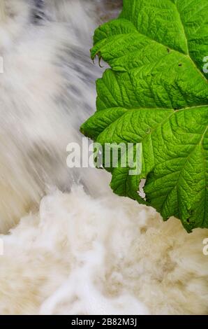 Gunnera Manicata Leaf in Front on Blurred Waterfall Stock Photo