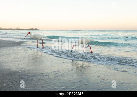 American White Ibis (Eudocims Albus) feed in the early morning surf along Lido Beach on the Gulf of Mexcio in Lide Key, Sarasota, Florida.