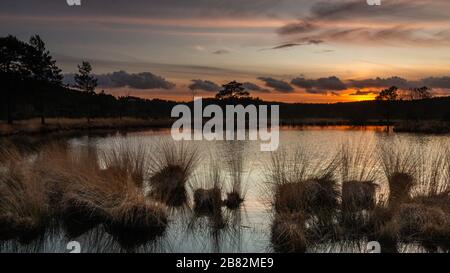 Axe Pond Churt Common Surrey England UK Wildlife drangonflies grasssnakes low land heath habitat Local Nature Reserve , specially protected area Stock Photo