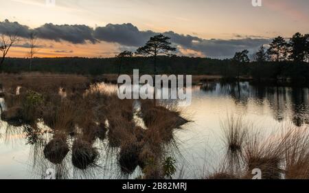 Axe Pond Churt Common Surrey England UK Wildlife drangonflies grasssnakes low land heath habitat Local Nature Reserve , specially protected area Stock Photo