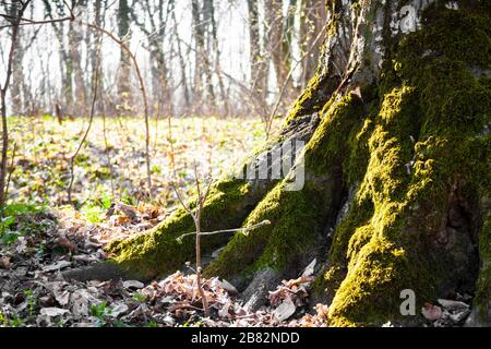 The roots of old tree covered with moss in the spring forest. Fairy forest concept Stock Photo