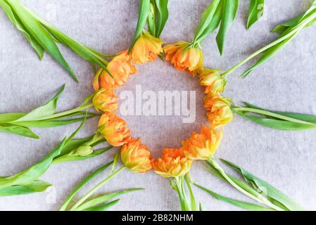 top view round frame of yellow tulips on the white, copy space Stock Photo