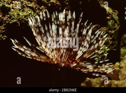 Feather duster worm, Sabellastarte spectabilis Stock Photo