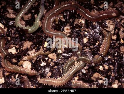 Marine bait worms Stock Photo - Alamy