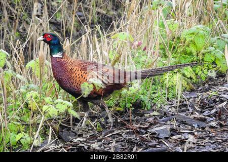 Beautiful colored common pheasant (Phasianus colchicus) in a woodland Stock Photo