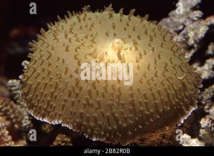 Elephant ear mushroom coral, Rhodactis mussoides Stock Photo