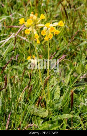 Uppark West Sussex 18th House and Gradens wildflower meadows ideal for children Stock Photo