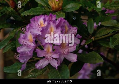 Axe pond Churt common rhododendron lowland heath habitat Stock Photo