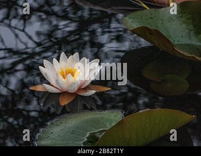 Axe pond Churt common water lilies lowland heath habitat Stock Photo