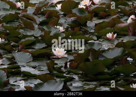 Axe pond Churt common water lilies lowland heath habitat Stock Photo