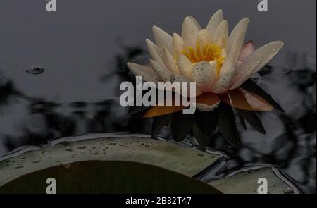 Axe pond Churt common water lilies lowland heath habitat Stock Photo