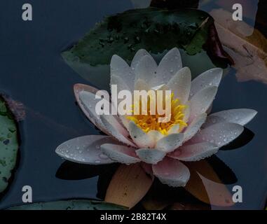 Axe pond Churt common yellow white water liliy flower lowland heath habitat Stock Photo