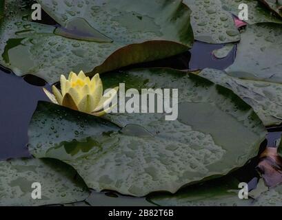 Axe pond Churt common yellow white water lilies lowland heath habitat Stock Photo