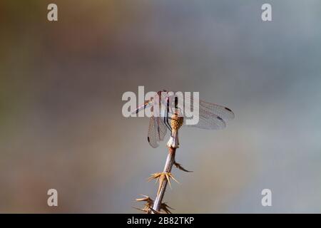 Dragonfly, Sympetrum Sanguineum, resting on a thistle head with shallow depth of field, Cyprus Stock Photo