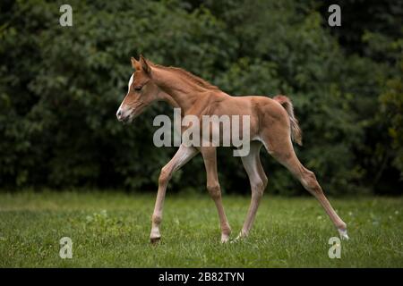 Thoroughbred Arabian filly on the meadow, Tyrol, Austria Stock Photo