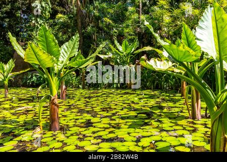 Water Banana Palms (Typhonodorum lindleyanum), Water Lily Pond, Victoria Botanical Garden, Mahe Island, Seychelles Stock Photo