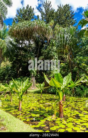 Water Banana Palms (Typhonodorum lindleyanum), Water Lily Pond, Victoria Botanical Garden, Mahe Island, Seychelles Stock Photo