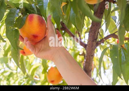 Picking fresh peaches from the tree in peach orchard Stock Photo