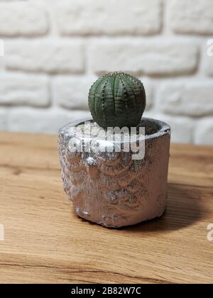 Silver concrete pot with owl silhouette and small globose cactus on wooden table with white brick wall on the background Stock Photo