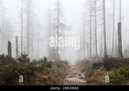 Kaiserweg, hiking trail through misty dead forest, dead due to drought and bark beetle infestation, Harz National Park, Lower Saxony, Germany Stock Photo