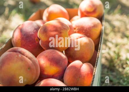 Event Light Box Example Fruit farmers pick yellow peaches in Liulaozhuang Town, Huaiyin ...