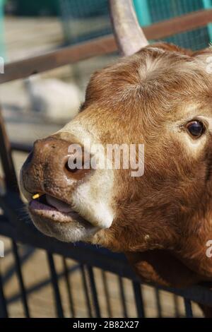 Close-up view of a zebu in the zoo Stock Photo - Alamy