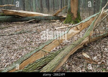 old fallen oak tree in autumn forest Stock Photo