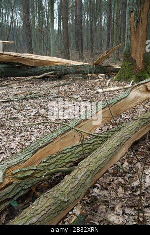 old fallen oak tree in autumn forest Stock Photo