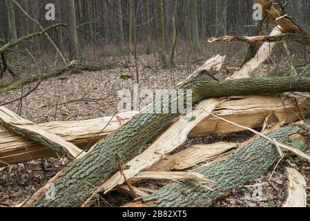 old fallen oak tree in autumn forest Stock Photo