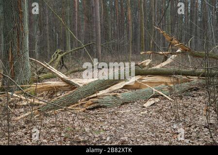old fallen oak tree in autumn forest Stock Photo