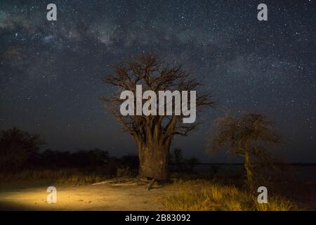 Baobab tree under the milky way Stock Photo
