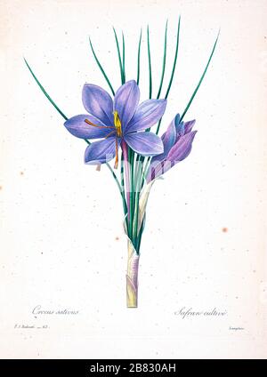 19th-century hand painted Engraving illustration of a Crocus sativus, commonly known as saffron crocus, or autumn crocus flower, by Pierre-Joseph Redoute. Published in Choix Des Plus Belles Fleurs, Paris (1827). by Redouté, Pierre Joseph, 1759-1840.; Chapuis, Jean Baptiste.; Ernest Panckoucke.; Langois, Dr.; Bessin, R.; Victor, fl. ca. 1820-1850. Stock Photo