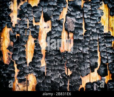 Burnt Tree Trunk, Close-Up Stock Photo