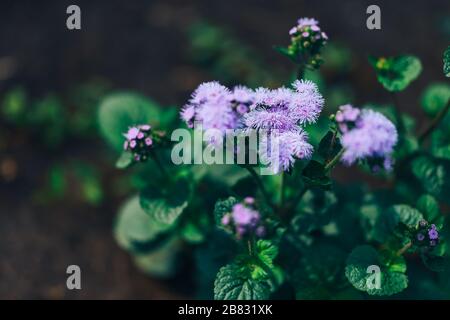 bright blue flowers of Ageratum houstonianum flossflower on a blurred leafy background Stock Photo