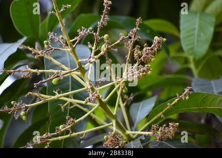 Flowers and buds of Mangifera indica, commonly known as mango with green leaves Stock Photo