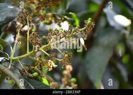 Flowers and buds of Mangifera indica, commonly known as mango with green leaves Stock Photo