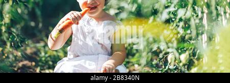 small boy farmer kid sitting in line of tomatoes plants, wearing white casual overalls suit and grey hat, eating carrot, harvest time Stock Photo