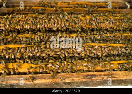Closeup of bees on honeycomb in apiary. Stock Photo