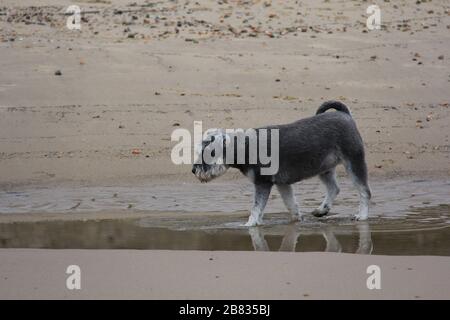 Dogs playing a cold Winter day on the beach Stock Photo