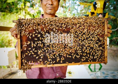 Closeup of bees on honeycomb in apiary. Stock Photo