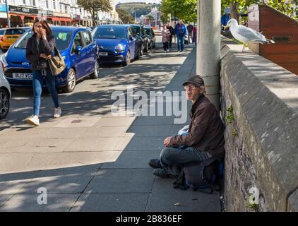 A male Big Issue seller sitting on pavement watched by a seagull in Llandudno, Conwy, Wales, UK. Stock Photo
