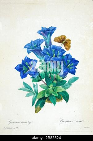 19th-century hand painted Engraving illustration of Gentiana acaulis, the stemless gentian, or trumpet gentian flowers, by Pierre-Joseph Redoute. Published in Choix Des Plus Belles Fleurs, Paris (1827). by Redouté, Pierre Joseph, 1759-1840.; Chapuis, Jean Baptiste.; Ernest Panckoucke.; Langois, Dr.; Bessin, R.; Victor, fl. ca. 1820-1850. Stock Photo